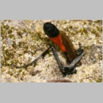 Ammophila sabulosa - Sandwespe 51b 20mm beim Nestbau.jpg